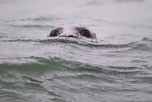 Seal in the River Thames