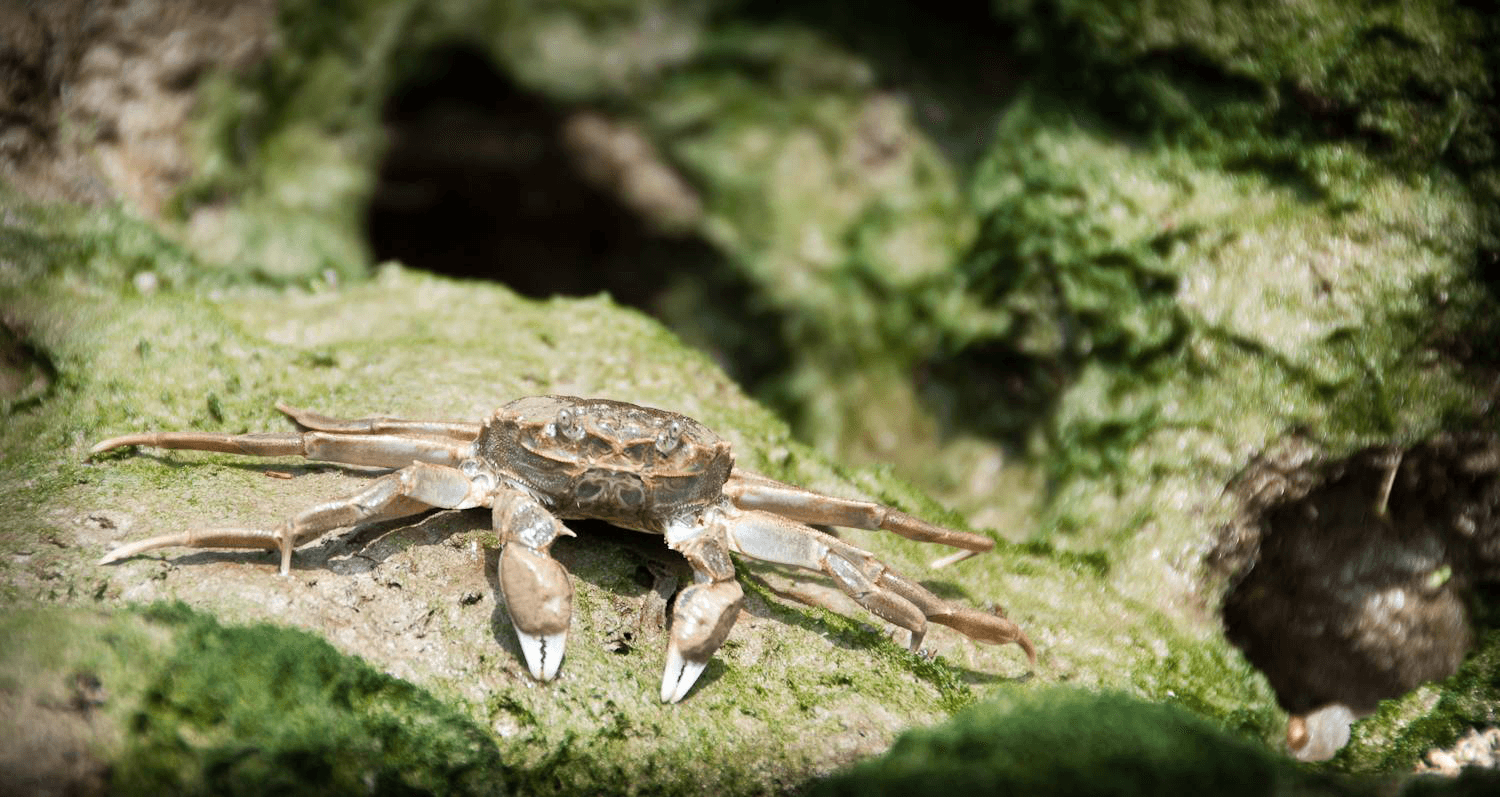 Invasive Non-Native Species Eriocheir sinensis, Chinese Mitten Crab. Photo: Crown Copyright 2011 / GBNNSS