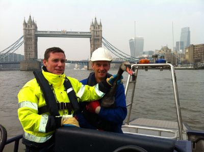 PLA staff Ryan Pearce and Lawrence Kent reassure the rescued swan by Tower Bridge